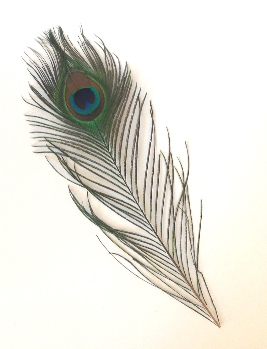 Individual Peacock Feathers | PDA Card & Craft
