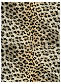 Animals3 Leopard