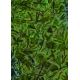 Green Animals