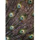 Peacock Feathers