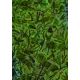 Green Animals