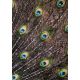 Peacock Feathers