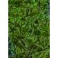 Green Animals