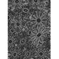 Black & White Daisies